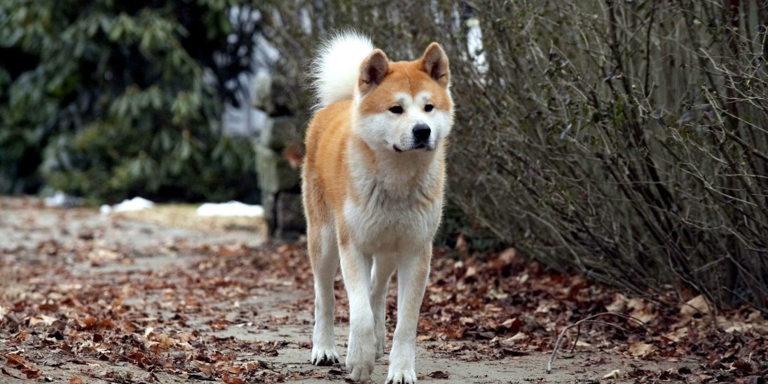 what of is hachi hachi a s tale into what of is hachi hachi a s tale into