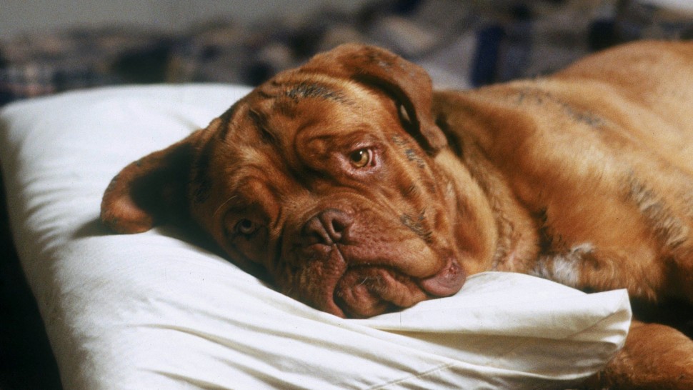 Film Turner And Hooch Into Film